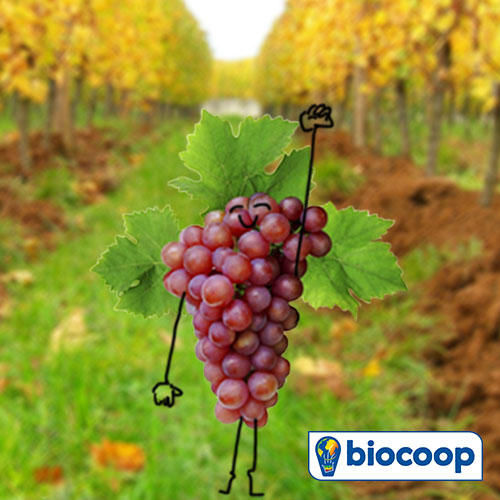 Le fruit du mois de septembre : le raisin Le fruit du mois de septembre : le raisin